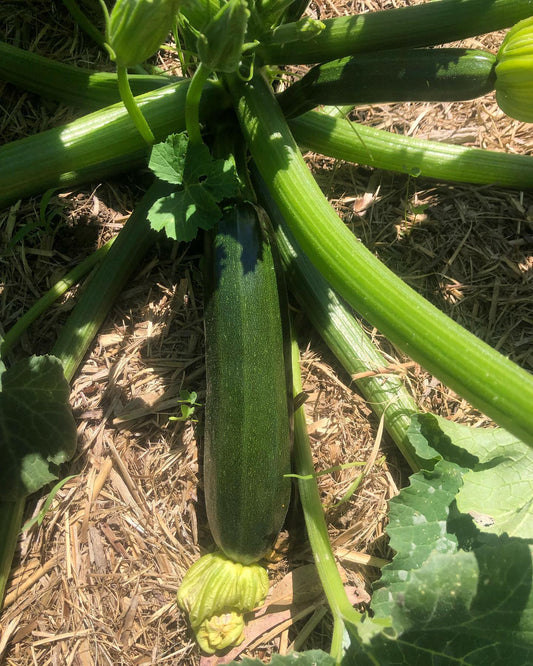 Zucchinis are back! - October 9th