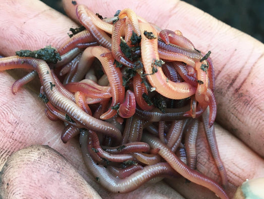 Bath Tub Worm Farm