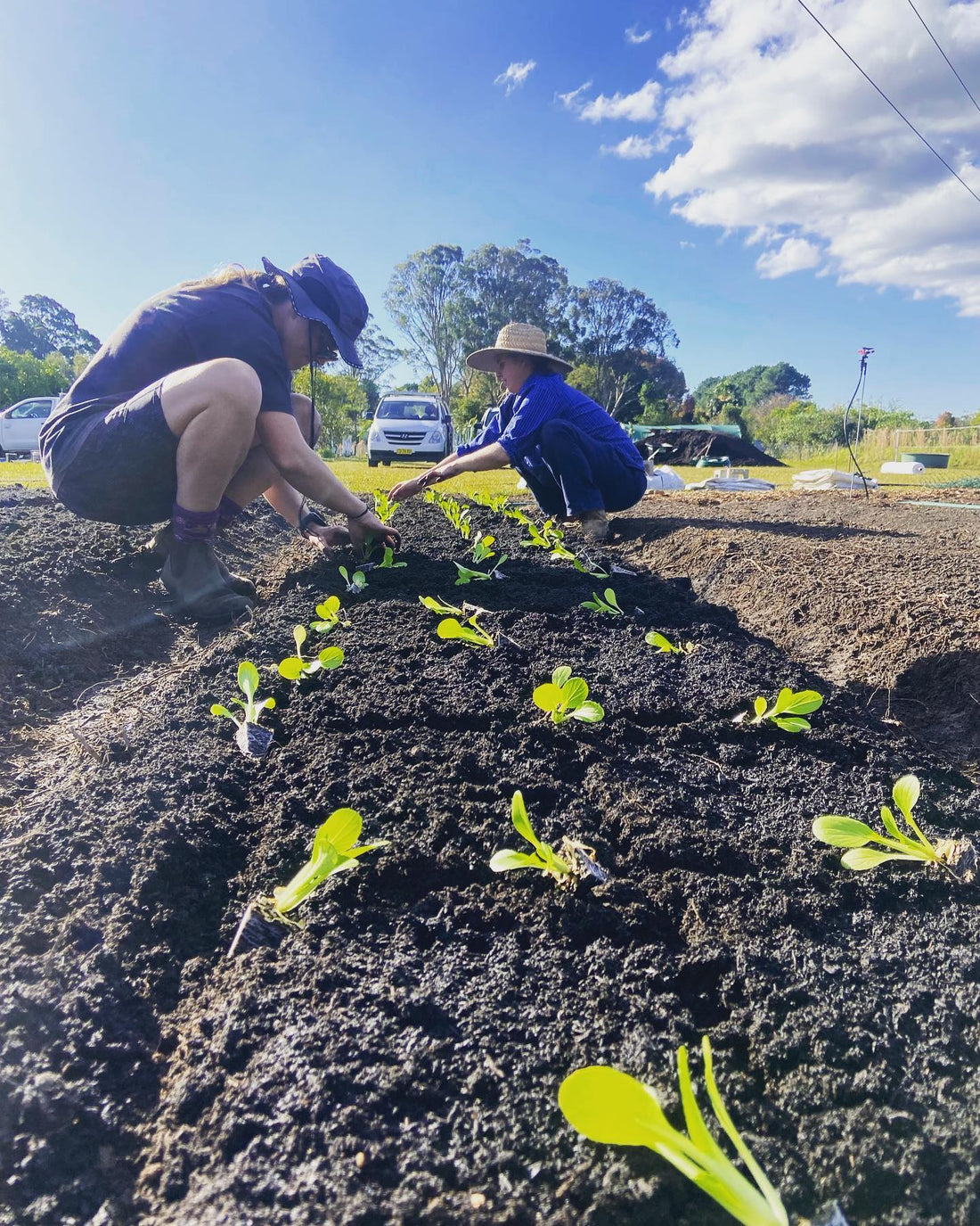 First Plants In The Ground