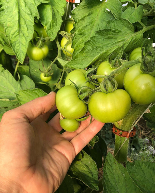 Tomatoes soo close and zucchini woes