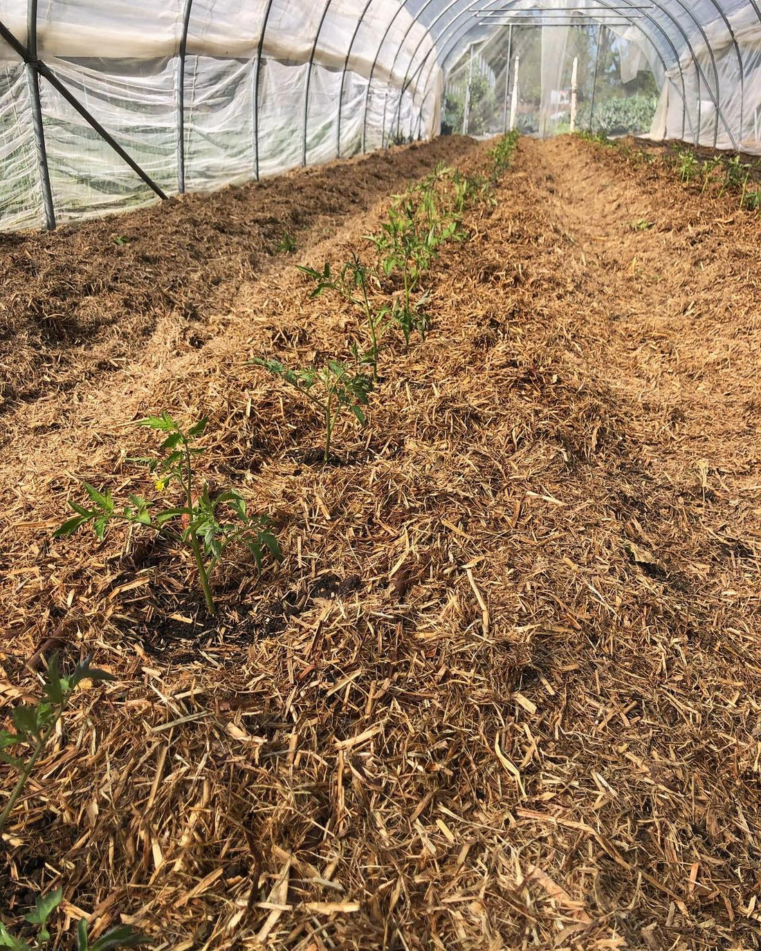 Tomatoes! September 18th